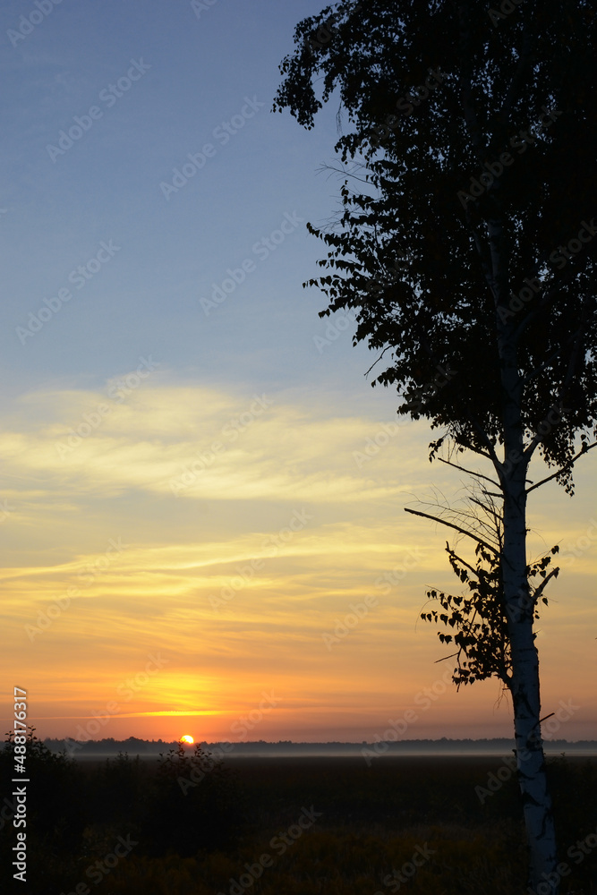 Fototapeta premium Dawn in the forest. Nature