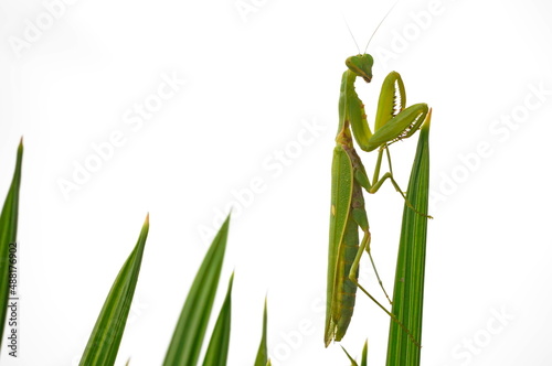 Large green praying mantis (7 cm)  on palm leaves. 