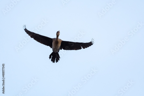 A Cormorant Gracefully Flying to the Blue Heights