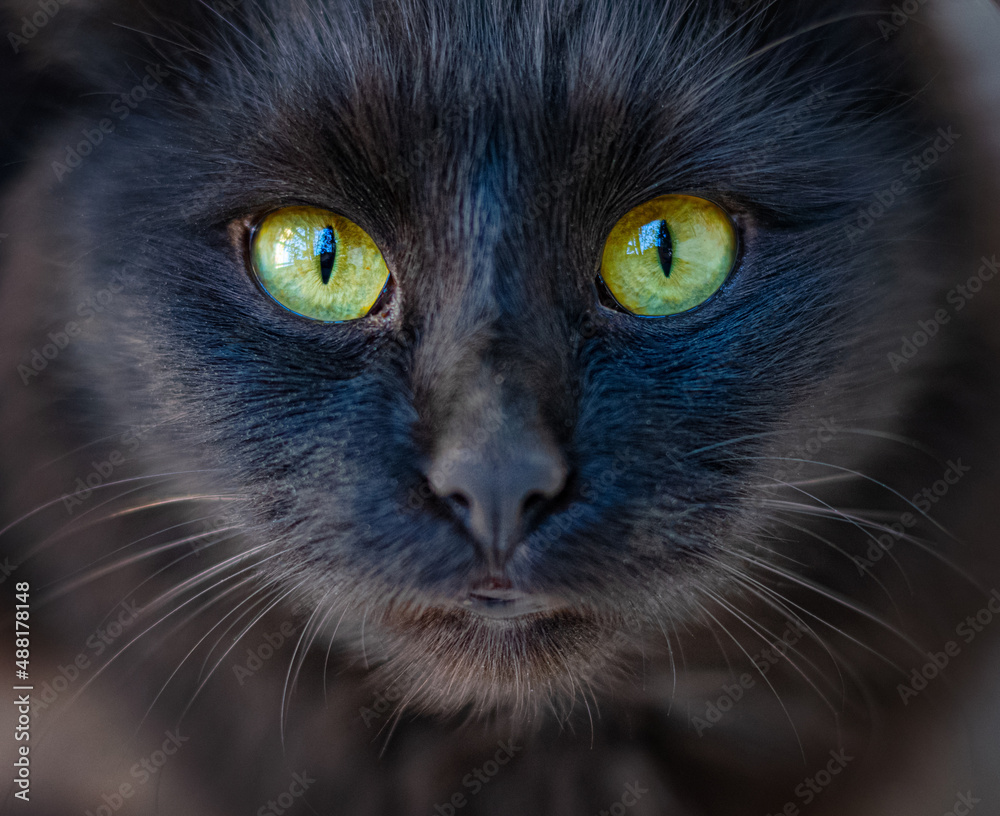 Black cat
