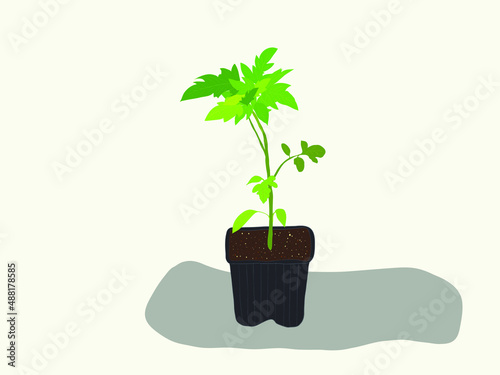 Tomato seedlings on a background of black soil and gray plastic cells. Green plant sprouts grown in containers. Indoor gardening concept.