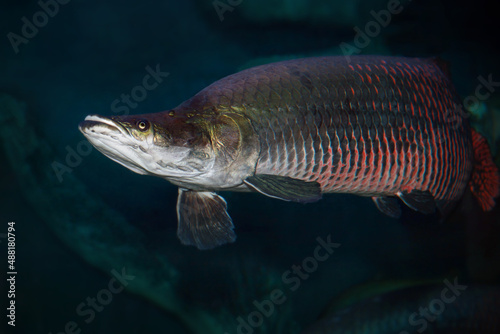 Arapaima Sudis gigas, pirarucu. Wildlife animal