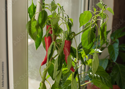 room pepper on the window.hot pepper on the window.vegetable garden on the window.Vegetables on the window.