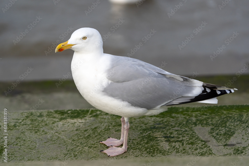 Eine Silbermöwe steht auf der Strandpromenade Eine Silbermöwe steht auf der Strandpromenade