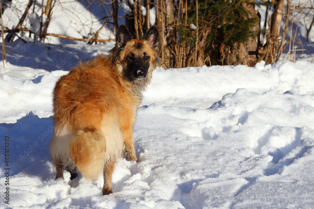 Naklejka premium Hund / Dog / Canis.