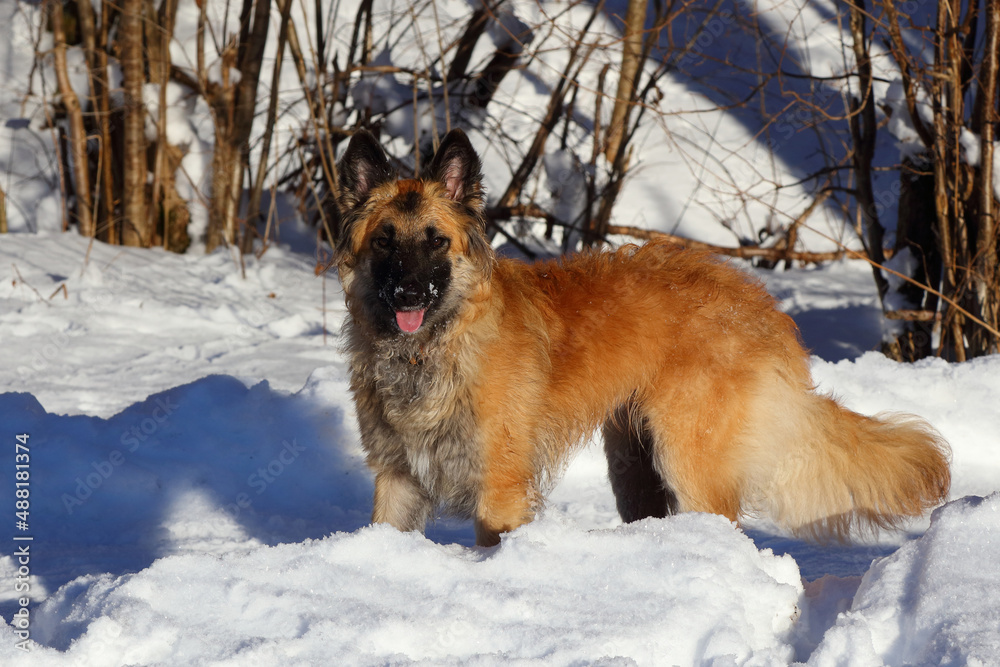 Naklejka premium Hund / Dog / Canis.