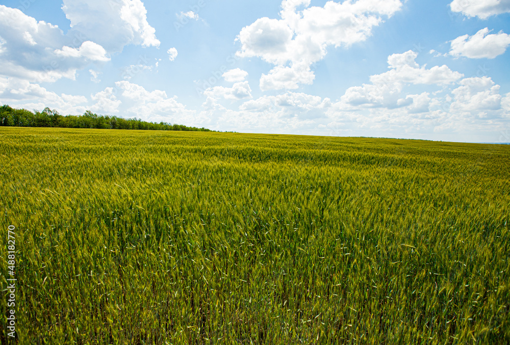 green wheat field and blue sky green wheat field and blue sky