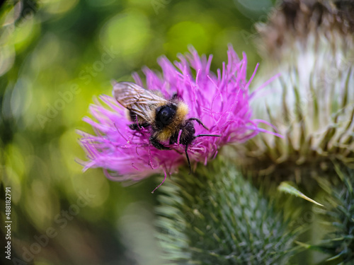 Bumblebee eating pollen on a thistle flower. Macro photo close up. © topolov_nick