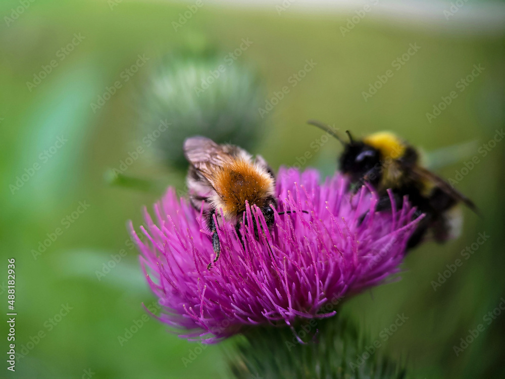 Bumblebee eating pollen on a thistle flower. Macro photo close up. Bumblebee eating pollen on a thistle flower. Macro photo close up.