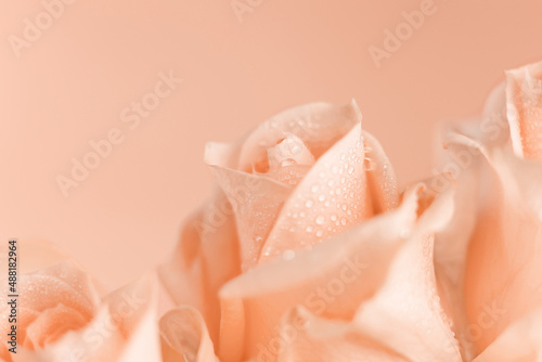 Soft focus, close-up of beautiful pink roses with a background texture of water drops.