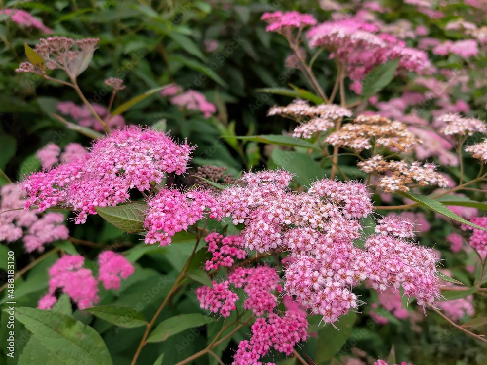 Close up photo of Spiraea japonica (Japanese meadowsweet) pink flowers Close up photo of Spiraea japonica (Japanese meadowsweet) pink flowers