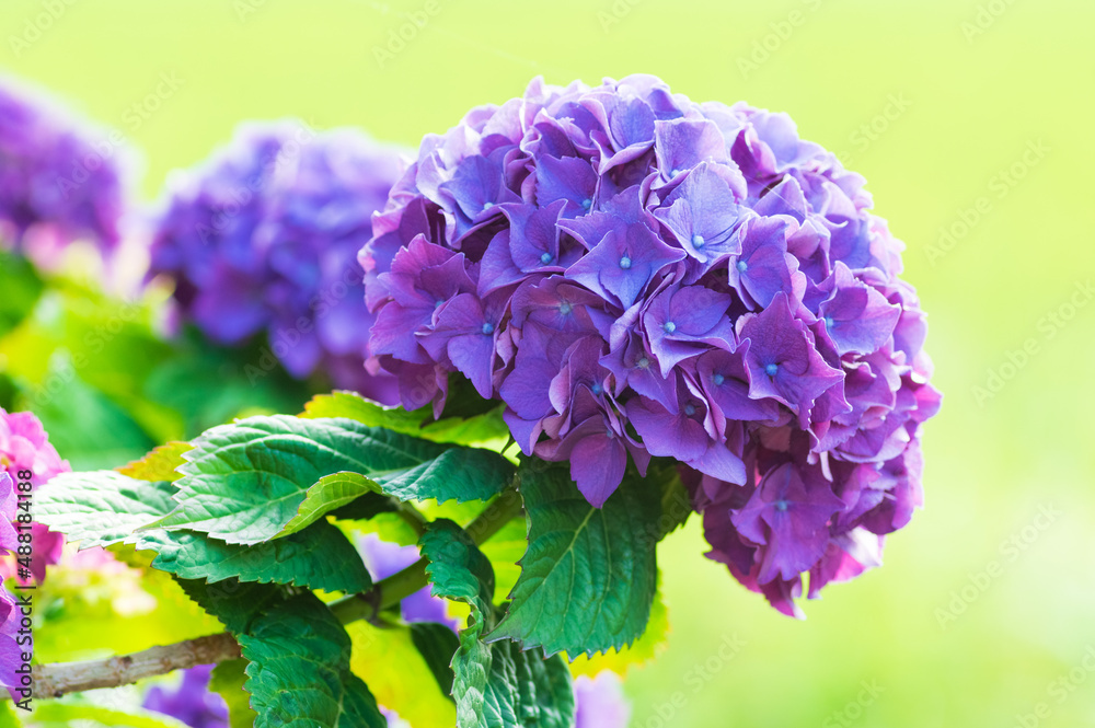 Obraz premium あじさい