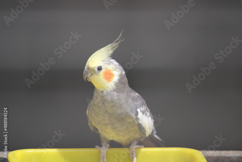 yellow crested cockatoo photo