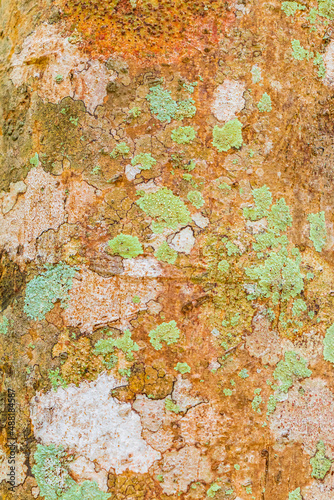 Tropical orange tree bark texture with moss and lichen Mexico. © arkadijschell