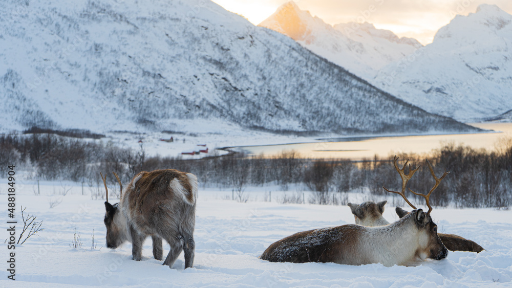 Naklejka premium Reindeers in the wild Norwegian nature