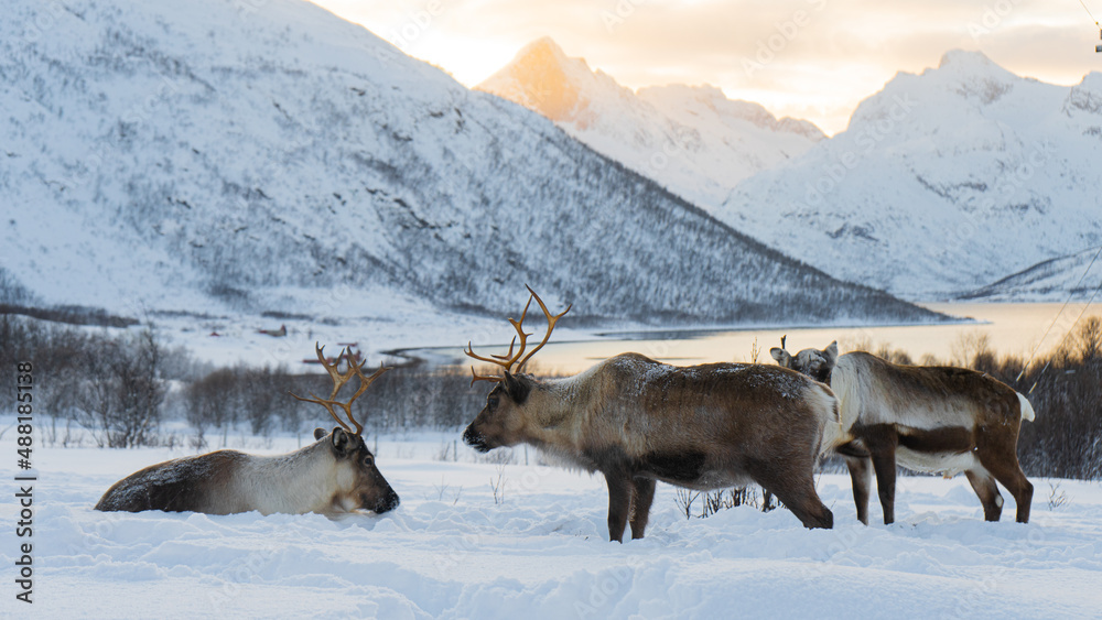 Obraz premium Reindeers in the wild Norwegian nature