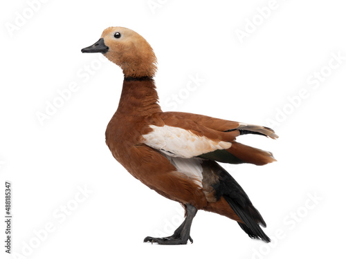 duck (Tadorna ferruginea) isolated on white background