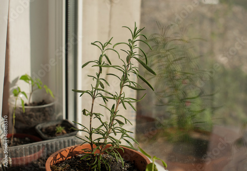 rosemary in a pot on the window.Spicy herbs on the window.
Garden house on the window