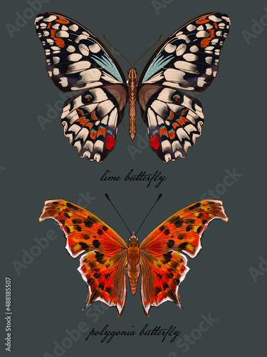 set of butterfly drawing collection