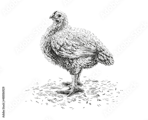 chicken hand drawing sketch engraving illustration style