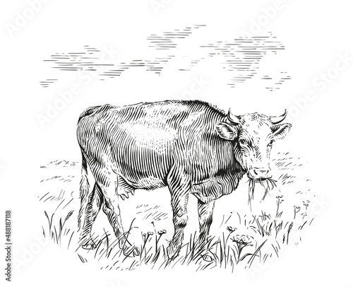 cow is standing nibbling grass sketch engraving illustration style