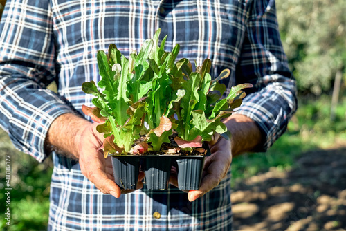 Gardener holding seedling pots with young lettuce seedlings. Horticulture sostenible. Gardening Hobby. Healthy organic food concept. Close up.