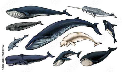 Engraved whales. Hand drawn ocean mammals. Aquatic animals. Vintage humpback sketch. Cachalot and narwhal. Underwater swimming marine creatures. Beluga or orca. Vector sea fauna set