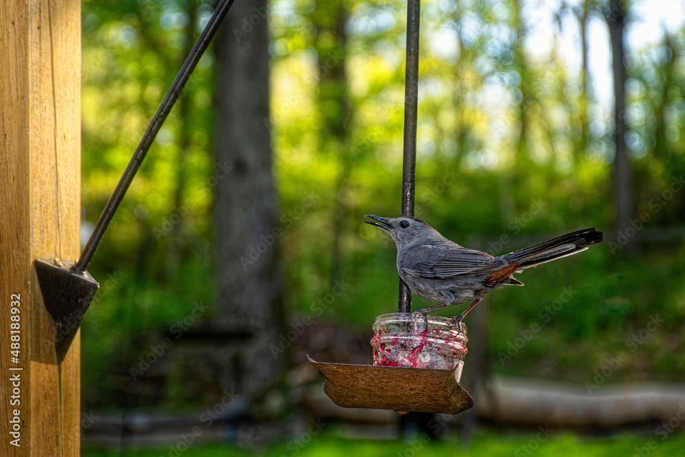 A grey catbird lands and eats from our grape jelly feeder at our home