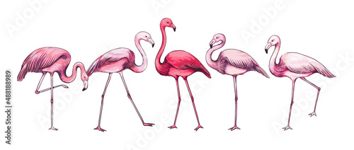 Fotografia Pink flamingo