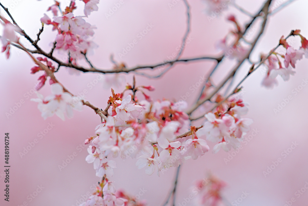 桜 花びらと青空 仙台市泉にて
桜 花びらと青空 仙台市泉にて