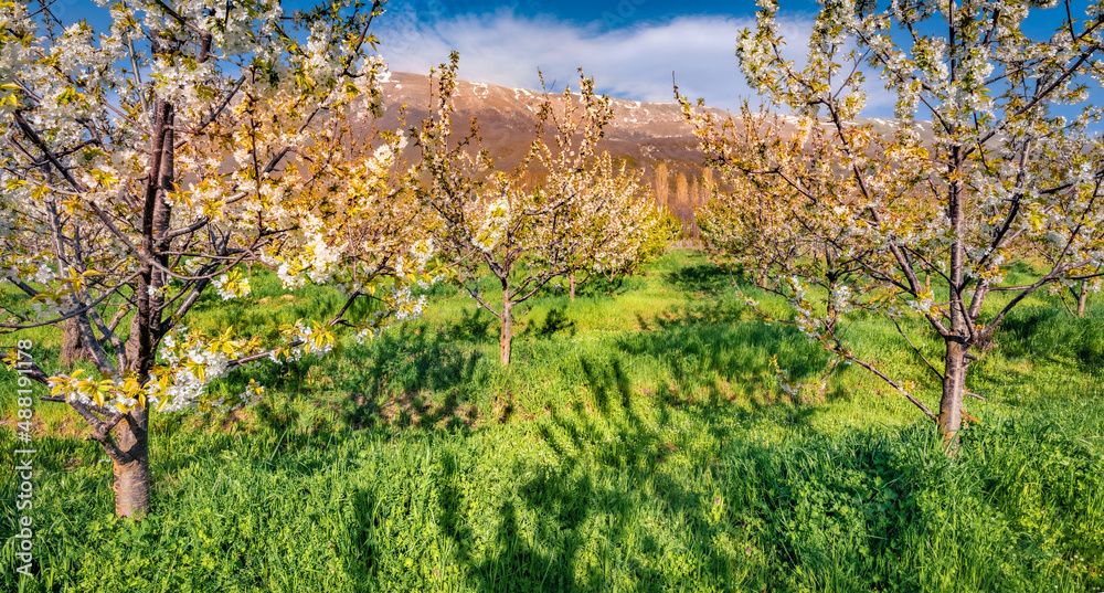 Colorful spring scene of apple trees garden. Sunny morning scene of North Macedomnia. Wonderful spring scenery. Beauty of nature concept background.