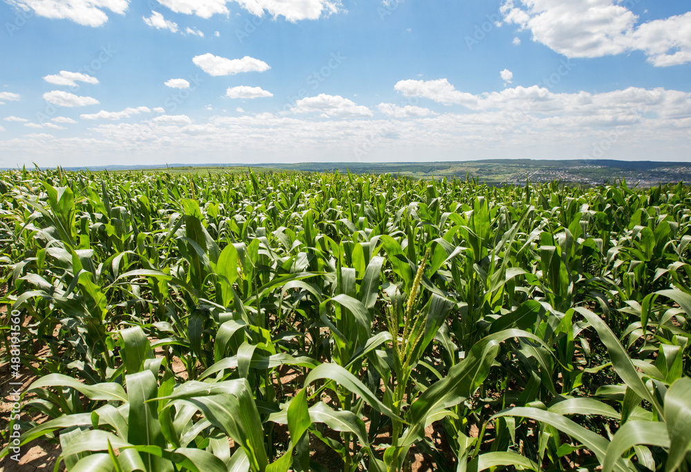 Fototapeta premium corn field with sky and clouds