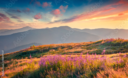 Blooming pink Chamaenerion angustifolium flowers on the Menchul mountain valley. Picturesque summer scene of Carpathian mountains, Ukraine. Beauty of nature concept background.
