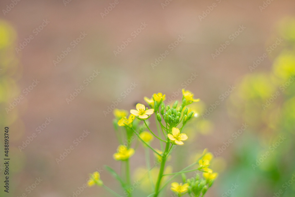 Obraz premium Yellow flower with smooth background.