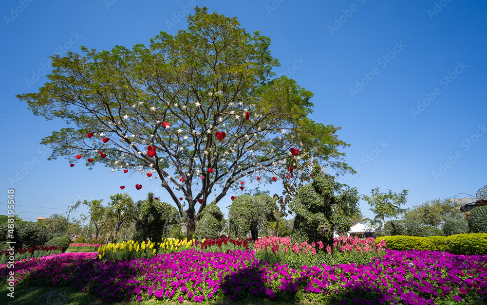 Red heart hanging on big tree, The tree hanging with red, pink heart paper and white star decorative outdoor in blue sky background