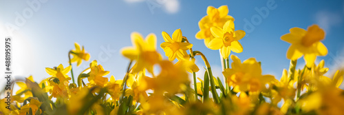 Gelbe Osterglocken - Narzissen - im Frühling zu Ostern photo