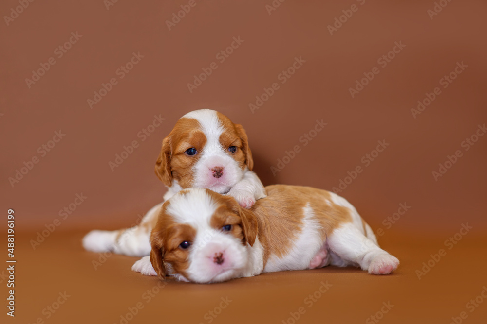 puppy dog cavalier king charles spaniel two weeks old on the background