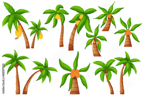 Jungle palm tree. Cartoon exotic tropical plant  coco and banana palm isolated elements. Vector set