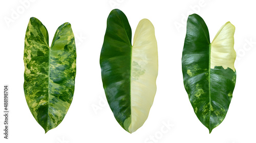 Philodendron burle marx variegeted leaves, tropical exotic plant isolated on white background photo