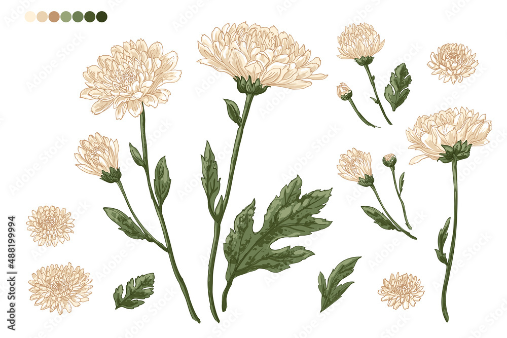 Flowers vector line Chrysanthemums drawn by a color  - obrazy, fototapety, plakaty 