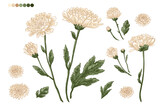 Flowers vector line Chrysanthemums drawn by a color 