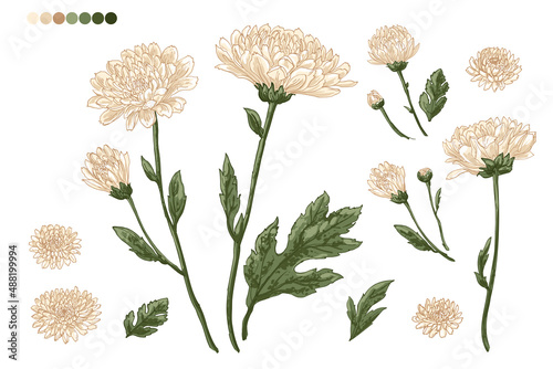 Flowers vector line Chrysanthemums drawn by a color  photo