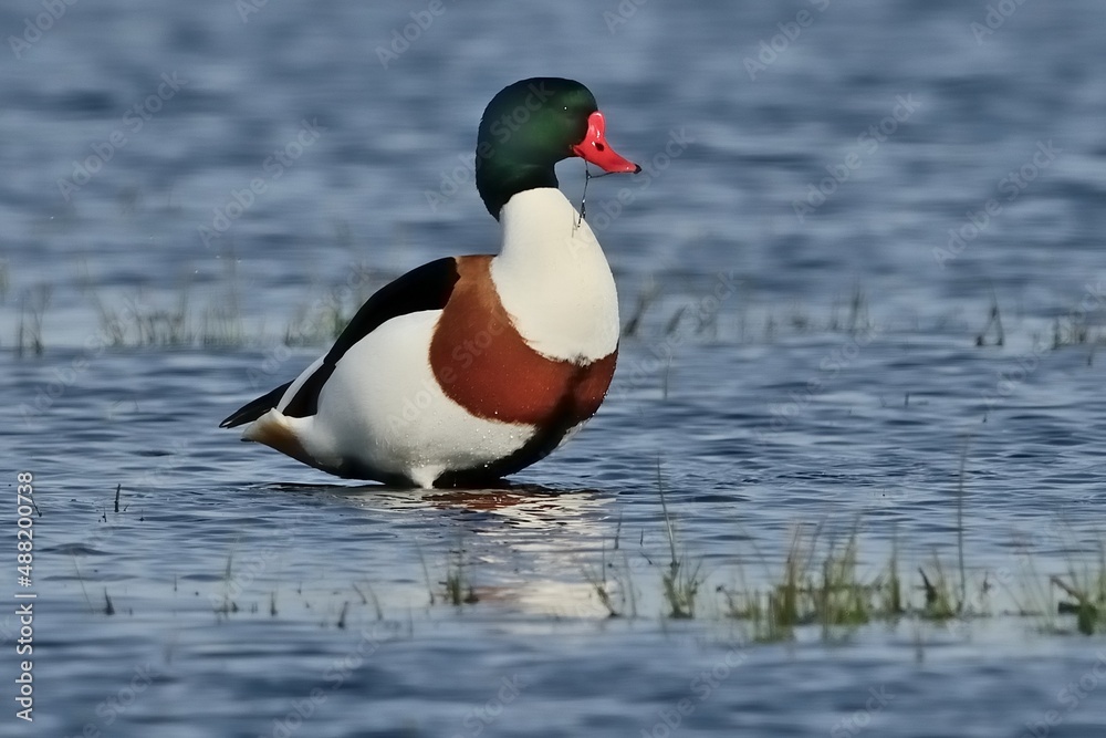 Eine Brandgans (Tadorna tadorna) steht im Wasser. Eine Brandgans (Tadorna tadorna) steht im Wasser.