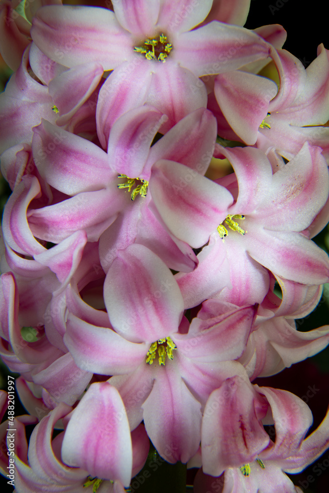Hyazinthe in rosa und weiß als Makrofotografie und Light Painting