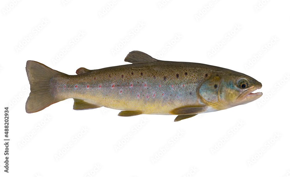 Fototapeta premium Brook trout. Native wild salmon fish isolated on white background