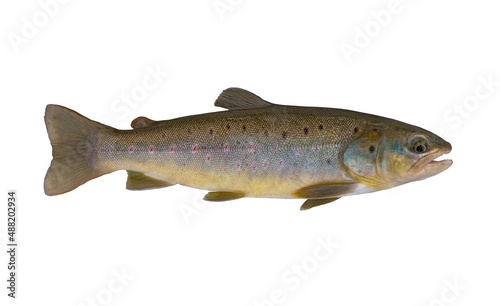 Fototapeta Naklejka Na Ścianę i Meble -  Brook trout. Native wild salmon fish isolated on white background