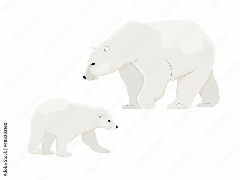 Polar bear mother Ursus maritimus and her cub. Wild animals of the North Pole. Realistic vector animal Polar bear mother Ursus maritimus and her cub. Wild animals of the North Pole. Realistic vector animal