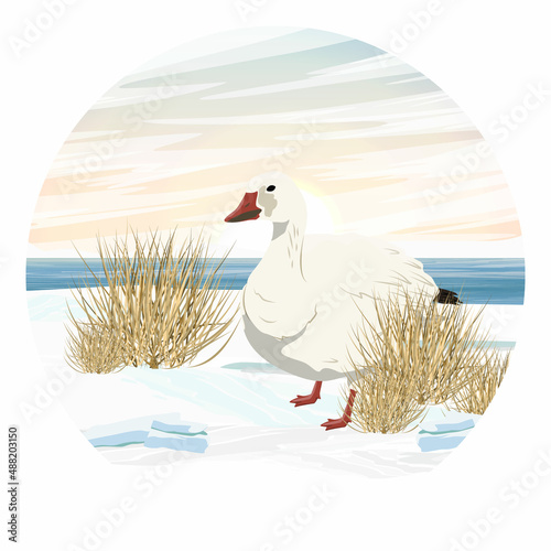 Round composition. White arctic goose Anser caerulescens on a snowy river bank. Birds of the North. Vector realistic landscape