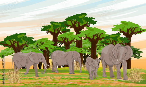 Herd of African Bush Elephants in the savannah with baobab grove. wild animals of Africa. Realistic vector landscape