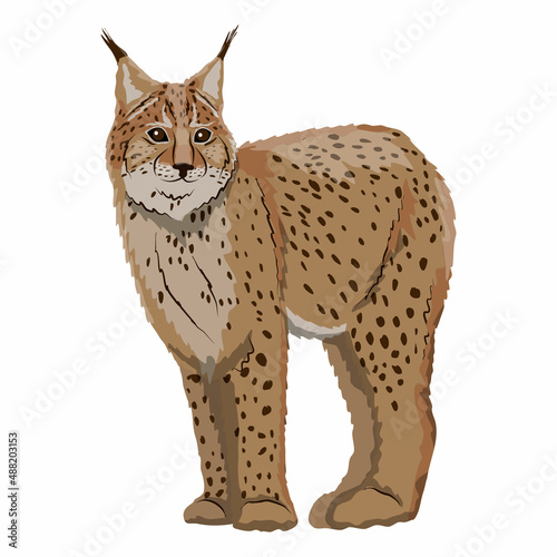 Eurasian lynx or Lynx lynx. Big wild cats. Animals of Europe, Asia and America. vector illustration